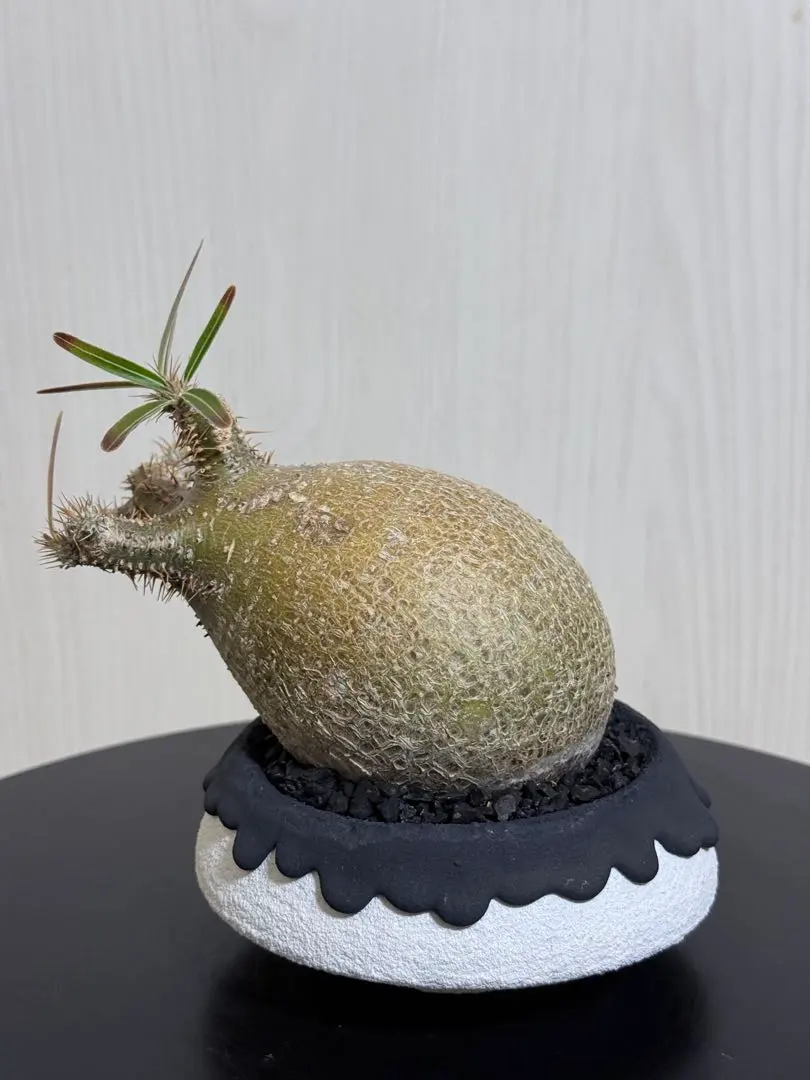 2026年最新】left botanicalの人気アイテム - メルカリ