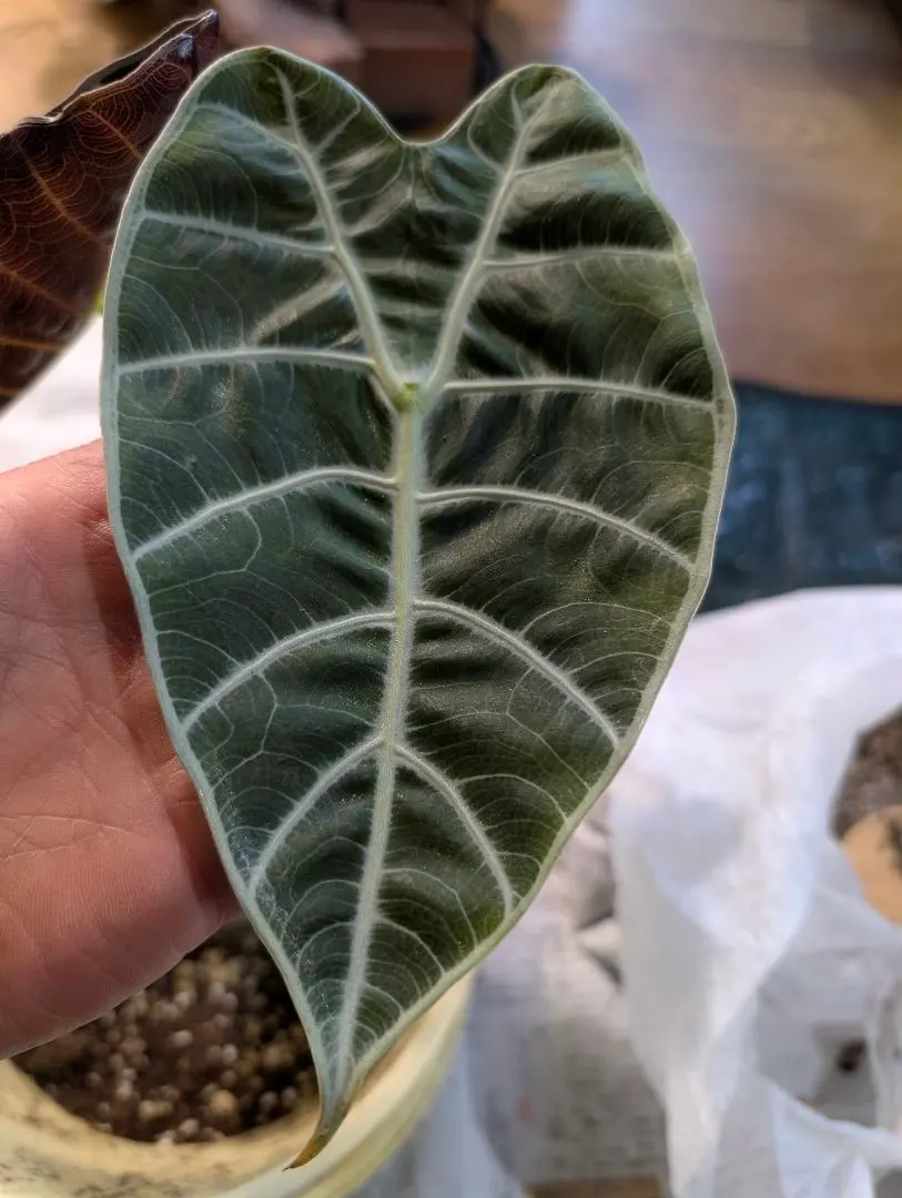 2026年最新】ワトソニアの人気アイテム - メルカリ