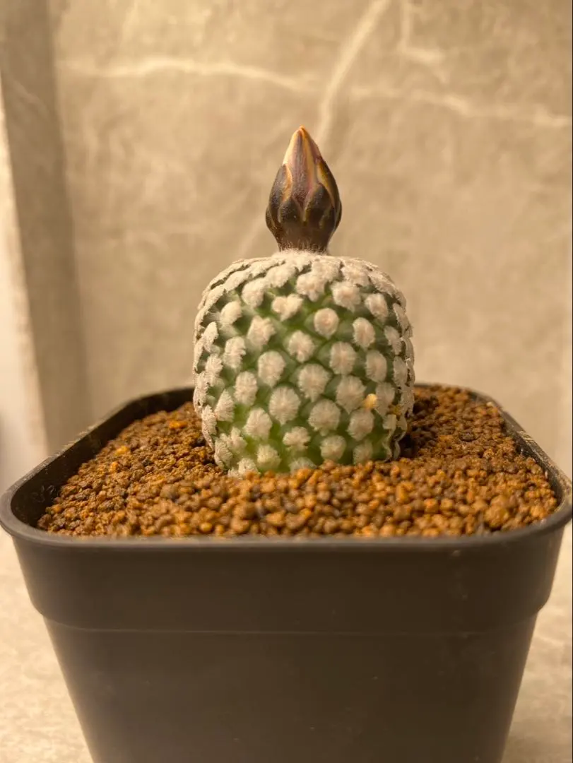 2026年最新】ツルビニカルプスの人気アイテム - メルカリ