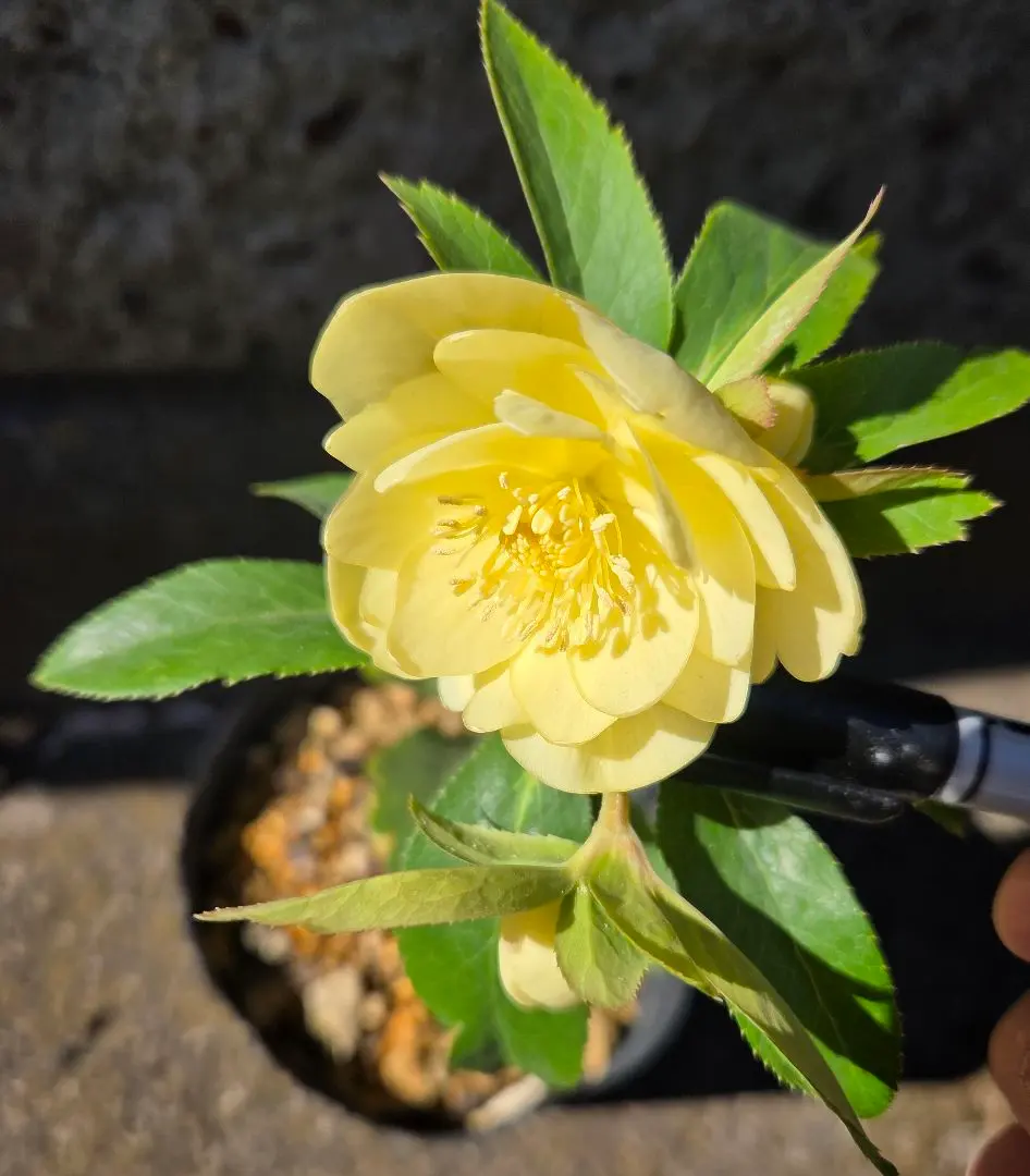 2026年最新】かぐや姫 クリスマスローズの人気アイテム - メルカリ