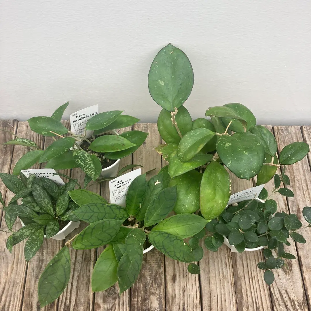 2026年最新】ホヤ マチルダの人気アイテム - メルカリ