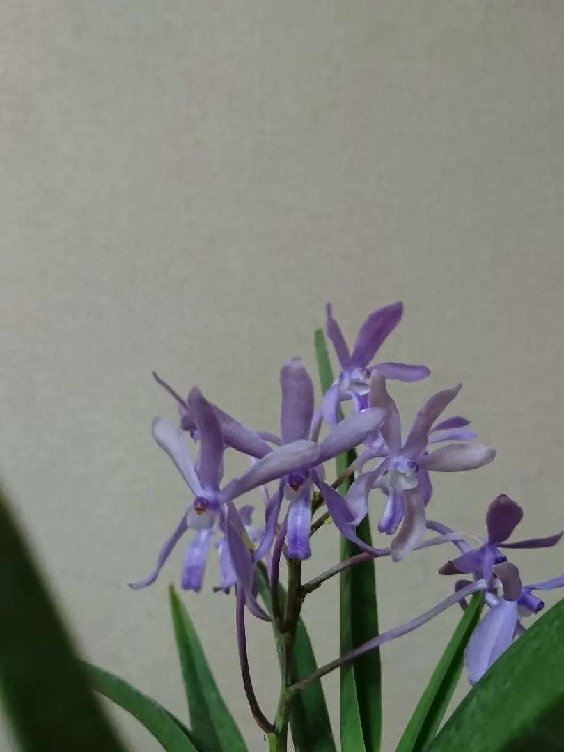 2026年最新】洋蘭バンダの人気アイテム - メルカリ