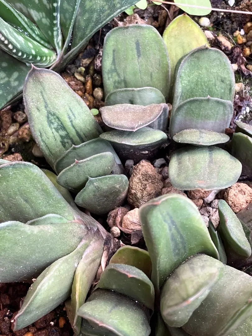 2026年最新】ガステリア属の人気アイテム - メルカリ