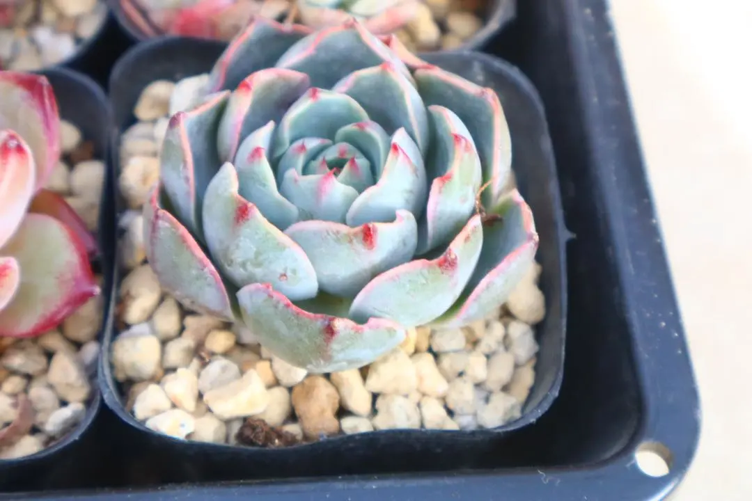 2026年最新】ロンギシマ 多肉の人気アイテム - メルカリ