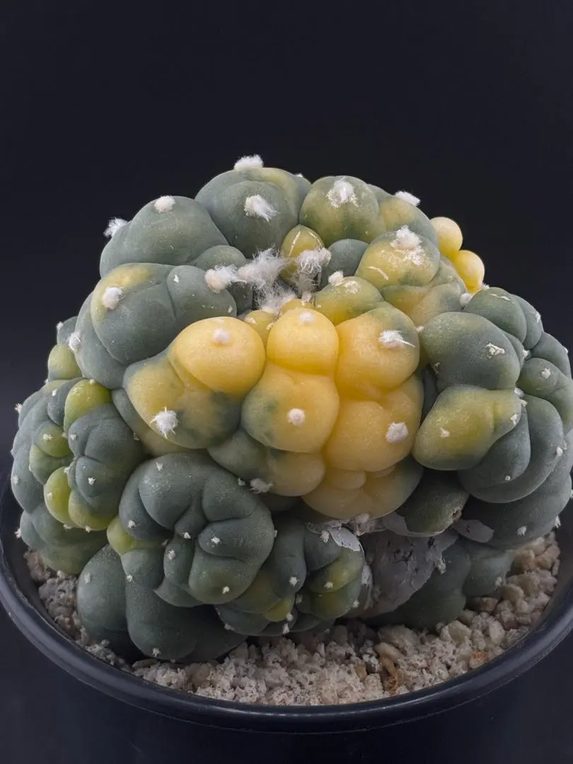 2026年最新】疣銀冠の人気アイテム - メルカリ