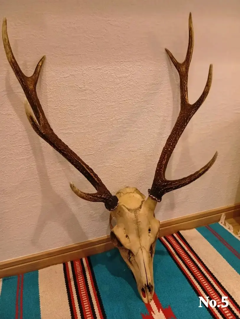 2026年最新】鹿の頭骨の人気アイテム - メルカリ