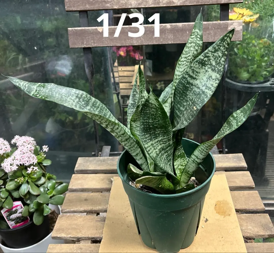 2026年最新】ゼラニカの人気アイテム - メルカリ