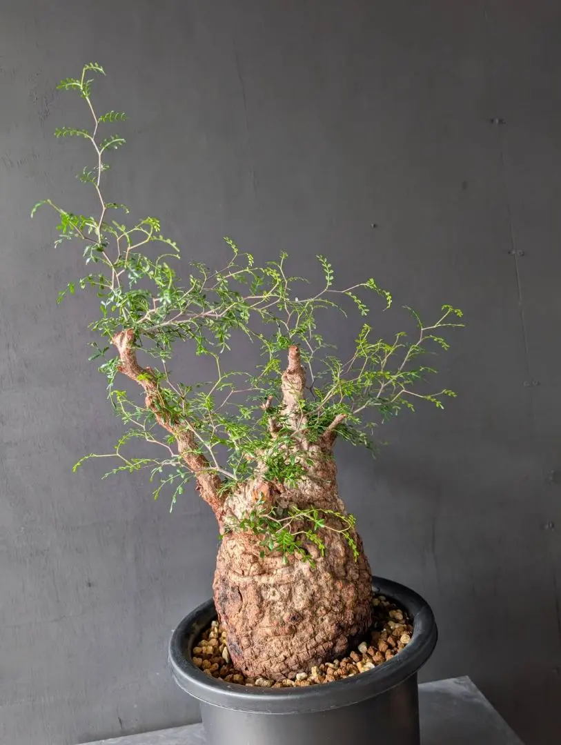 2026年最新】オペルクリカリアパキプス ベアルートの人気アイテム