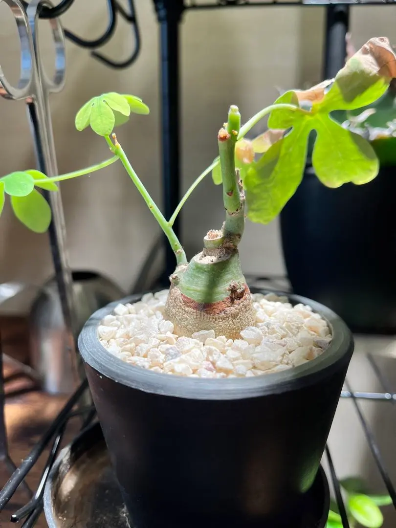 2026年最新】アデニアグラウカの人気アイテム - メルカリ