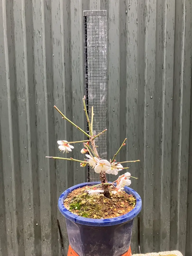 2026年最新】甲州野梅の人気アイテム - メルカリ