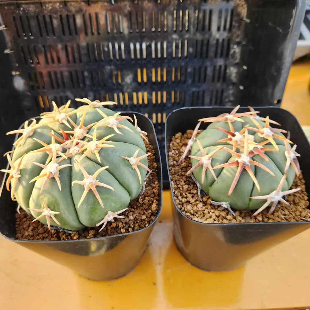 2026年最新】翠平丸の人気アイテム - メルカリ