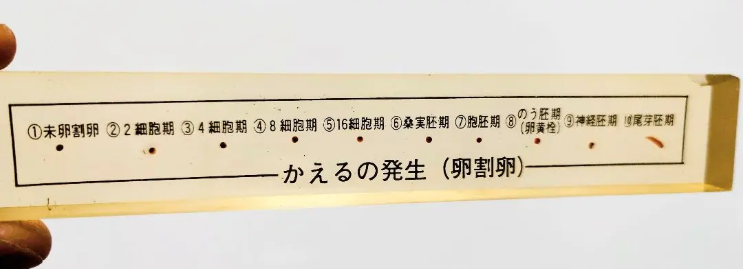 2026年最新】京都科学標本の人気アイテム - メルカリ