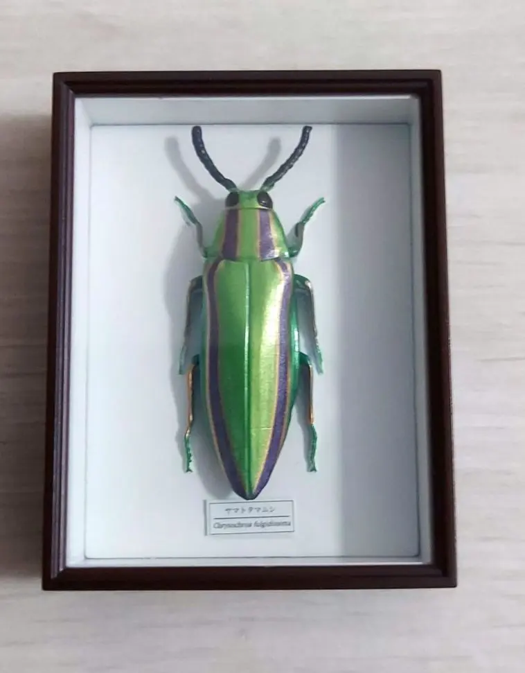 2026年最新】標本 昆虫 タマムシの人気アイテム - メルカリ