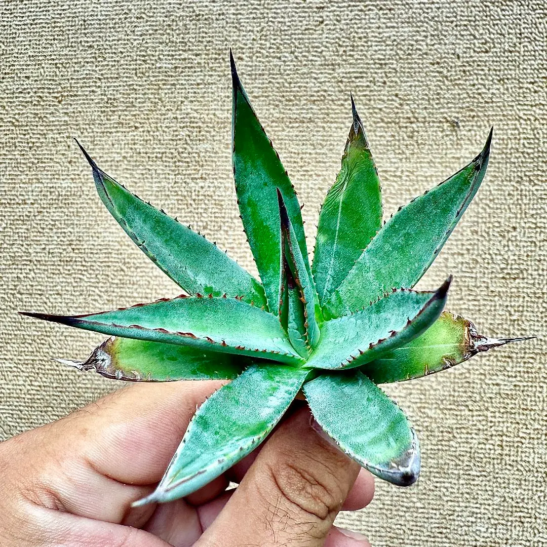 2026年最新】アリゾニカの人気アイテム - メルカリ