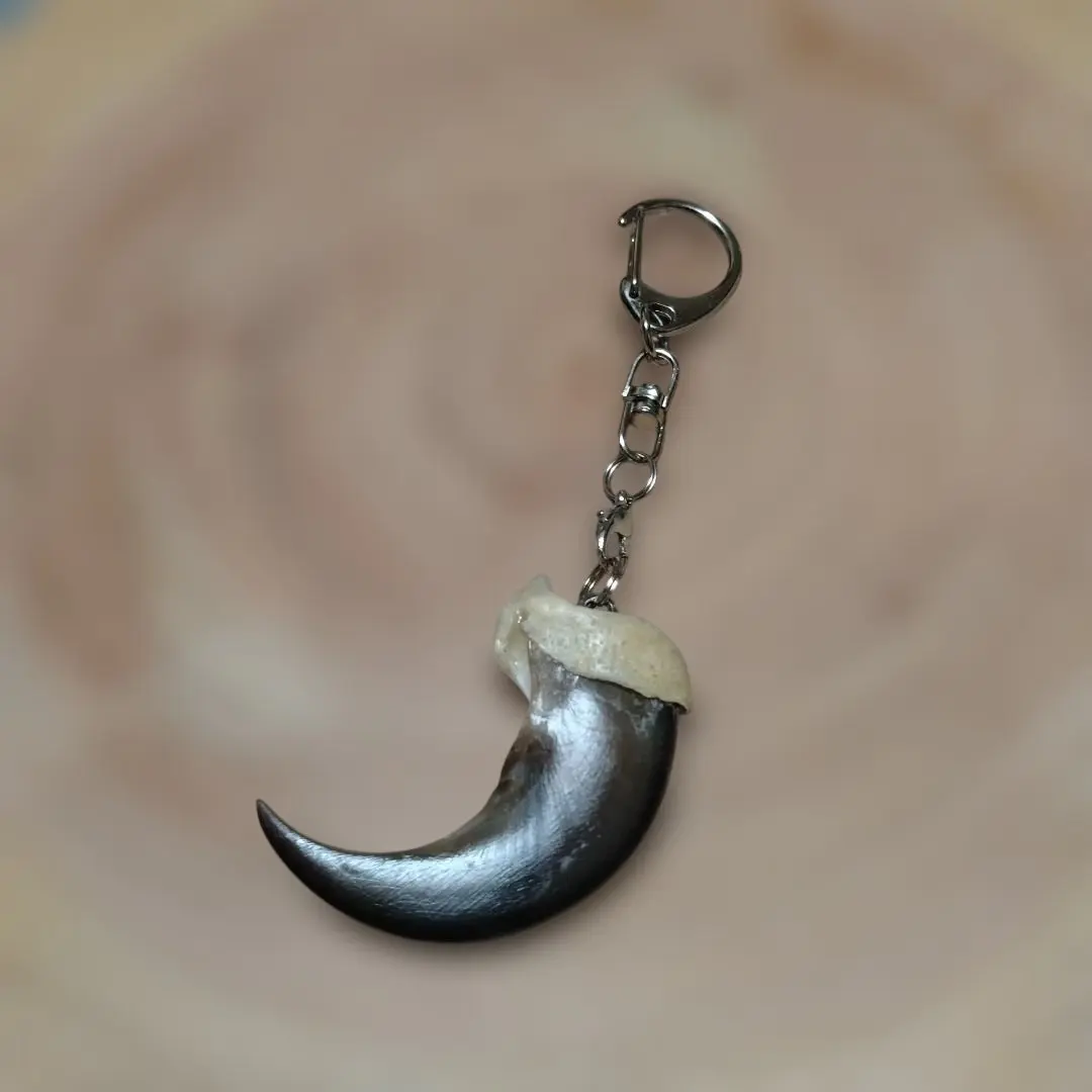 2026年最新】ヒグマの牙の人気アイテム - メルカリ