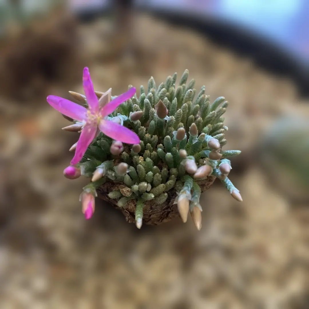 2026年最新】クイナリアの人気アイテム - メルカリ