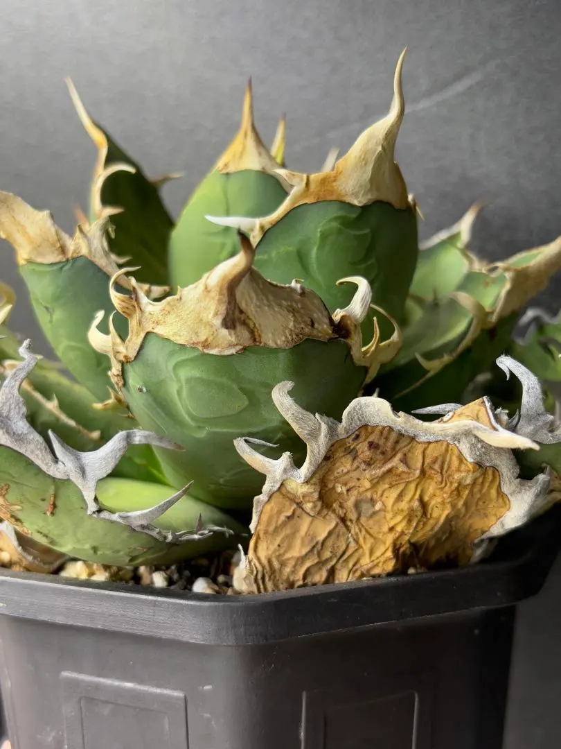 2026年最新】オアハカワイルドの人気アイテム - メルカリ