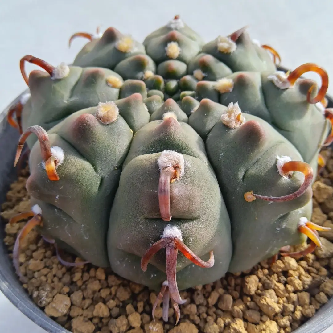 2026年最新】刺無王冠竜の人気アイテム - メルカリ