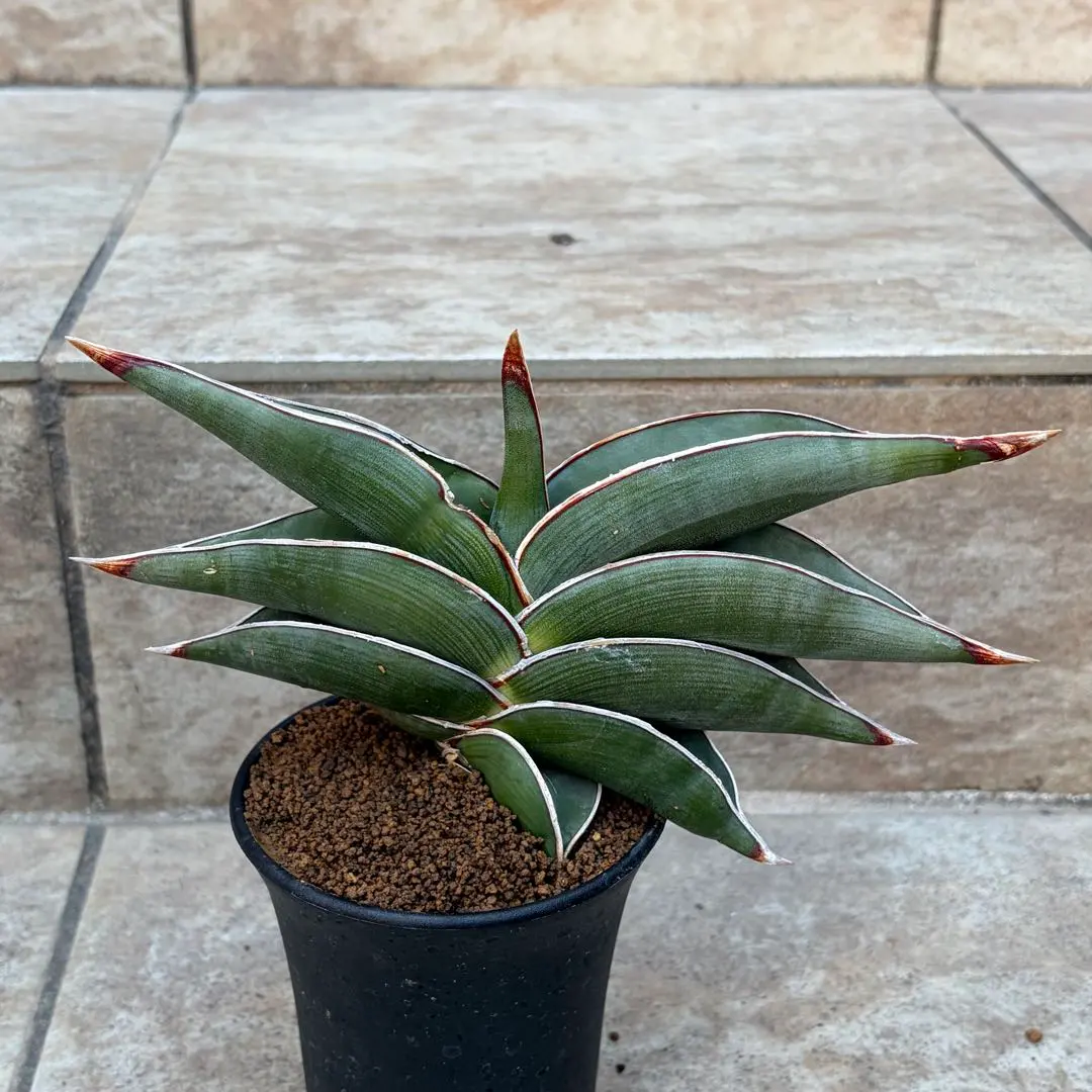 2026年最新】サンスベリア ロリダ 斑入りの人気アイテム - メルカリ