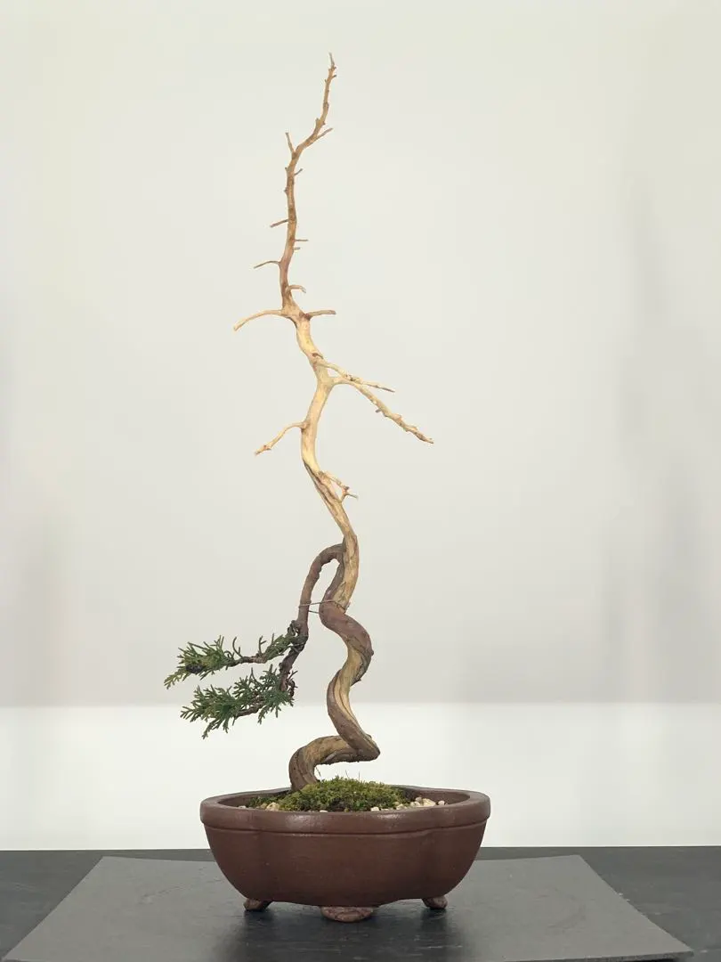 2026年最新】真柏 文人の人気アイテム - メルカリ