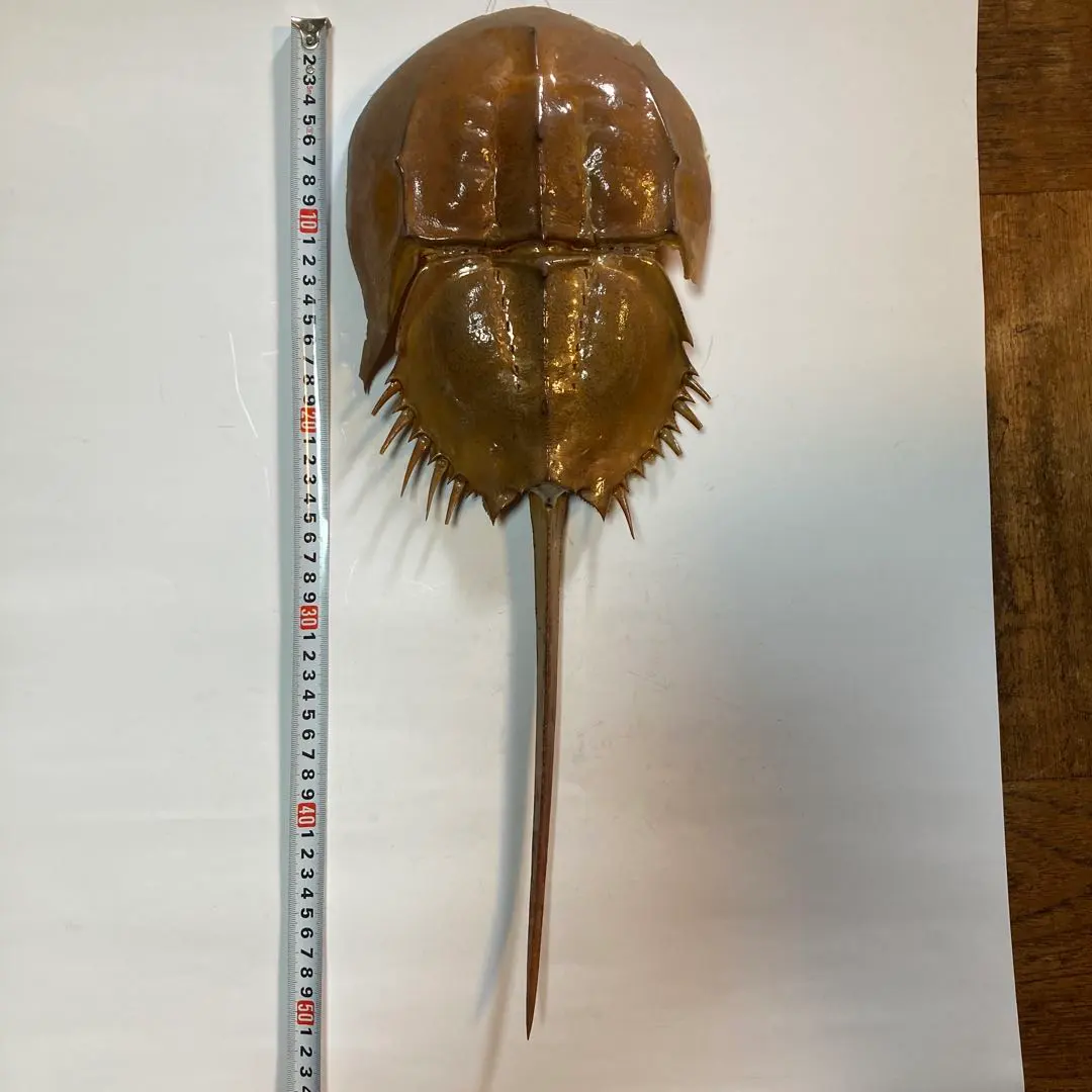 2026年最新】カブトガニ標本の人気アイテム - メルカリ