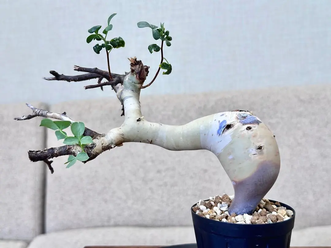 2026年最新】コミフォラ カタフ ピュアの人気アイテム - メルカリ