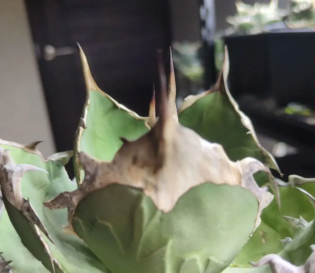 2026年最新】オアハカ オテロイ 現地球の人気アイテム - メルカリ