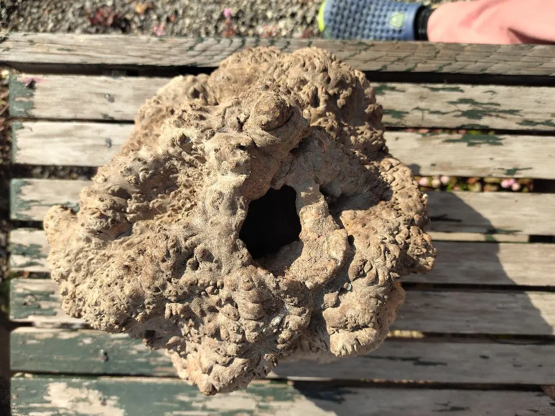 2026年最新】瘤木の人気アイテム - メルカリ