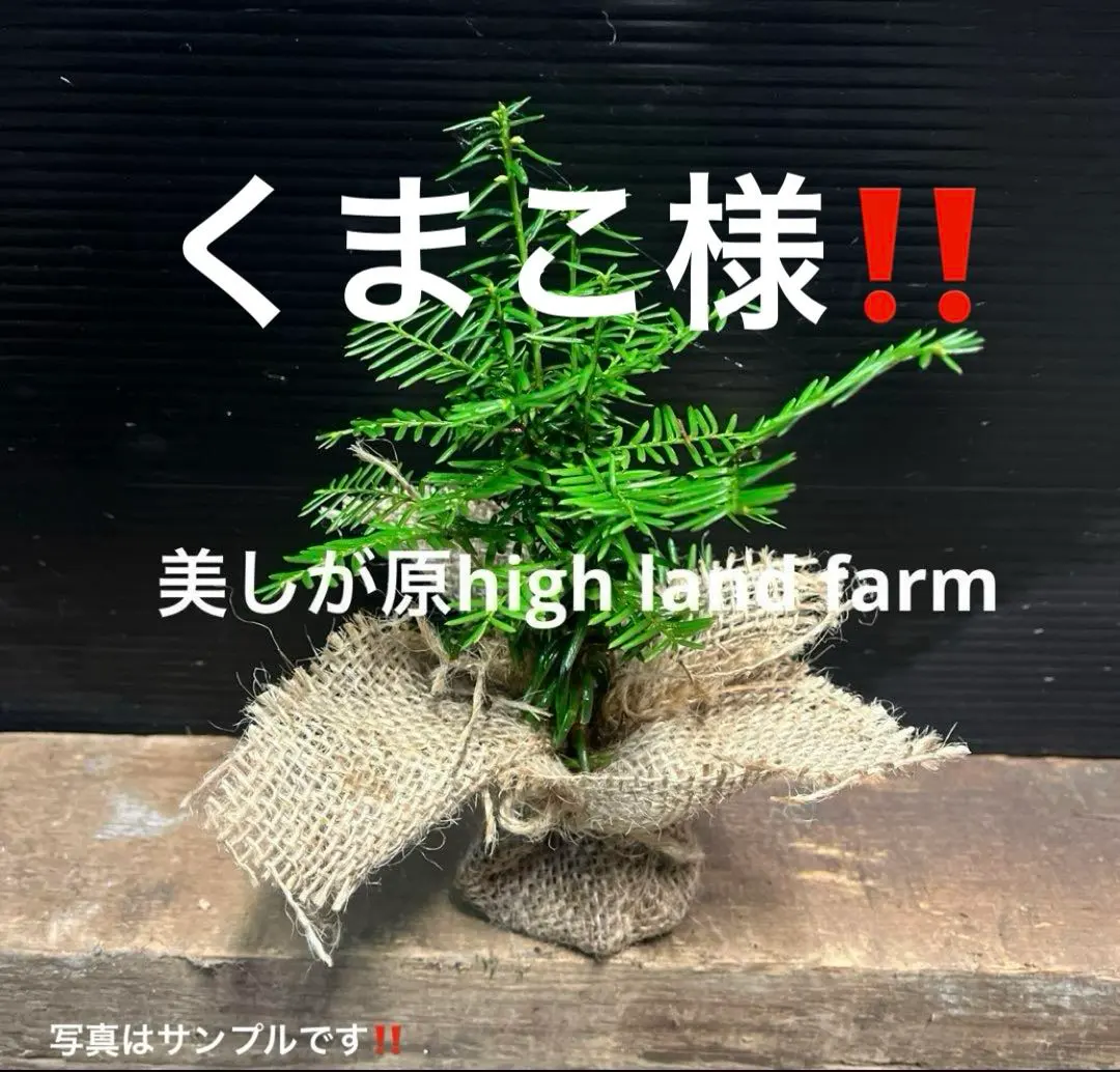2026年最新】もみの木 苗の人気アイテム - メルカリ