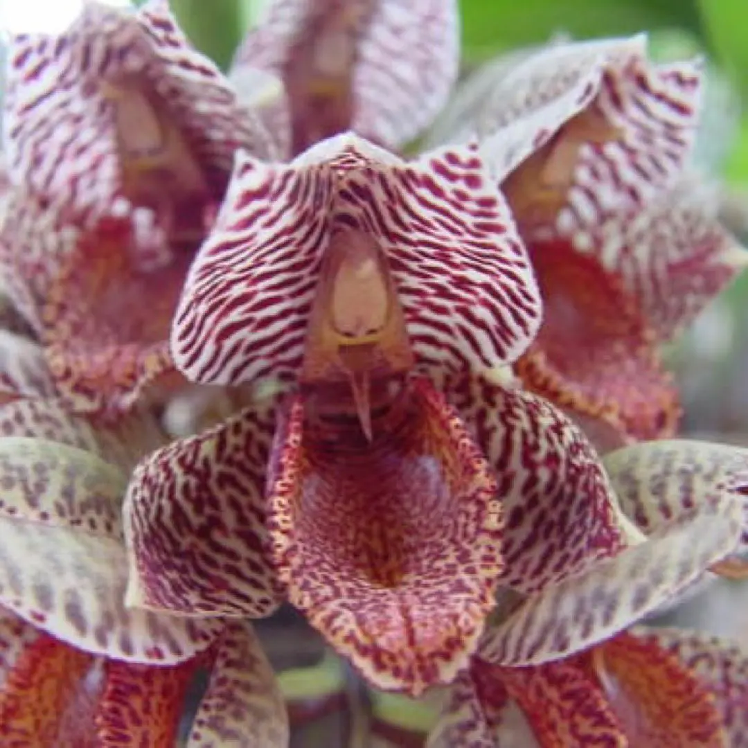 2026年最新】カタセタムの人気アイテム - メルカリ