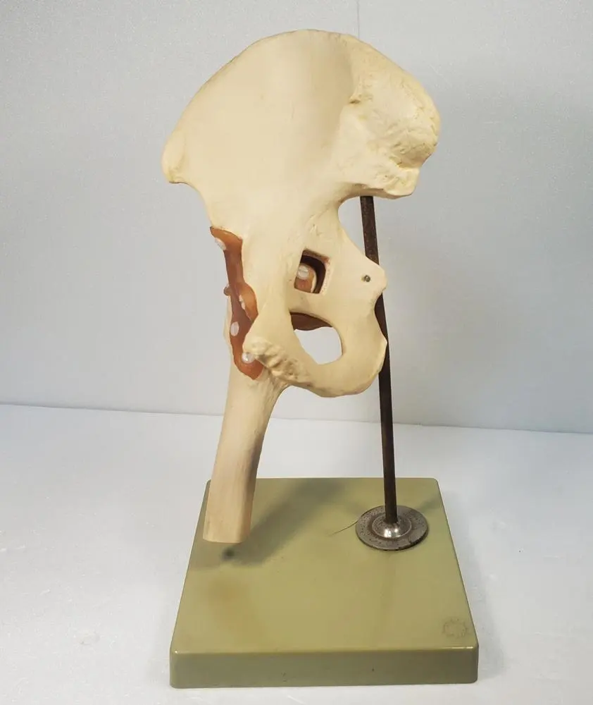 2026年最新】somso 模型の人気アイテム - メルカリ