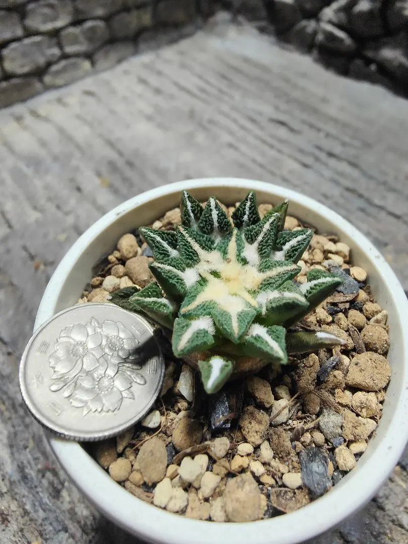 2026年最新】サボテン 黒牡丹の人気アイテム - メルカリ