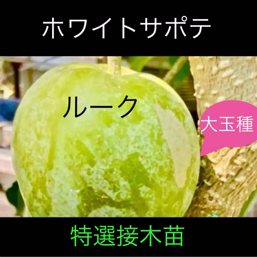 2026年最新】ホワイトサポテ 苗の人気アイテム - メルカリ