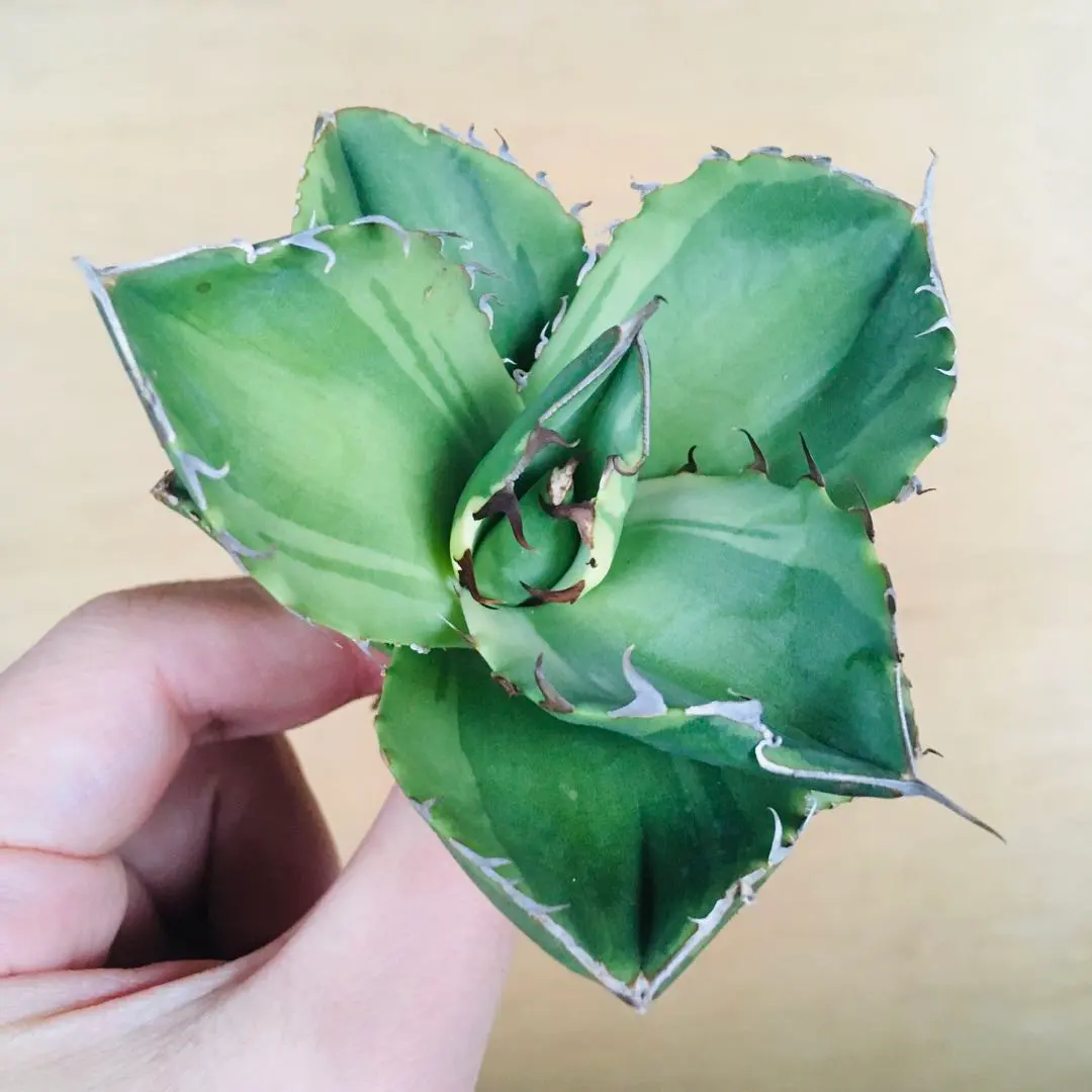 2026年最新】ジャガーノート錦の人気アイテム - メルカリ