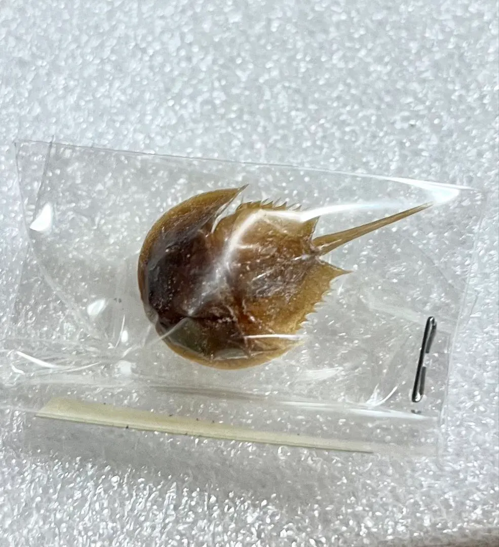 2026年最新】カブトガニ標本の人気アイテム - メルカリ