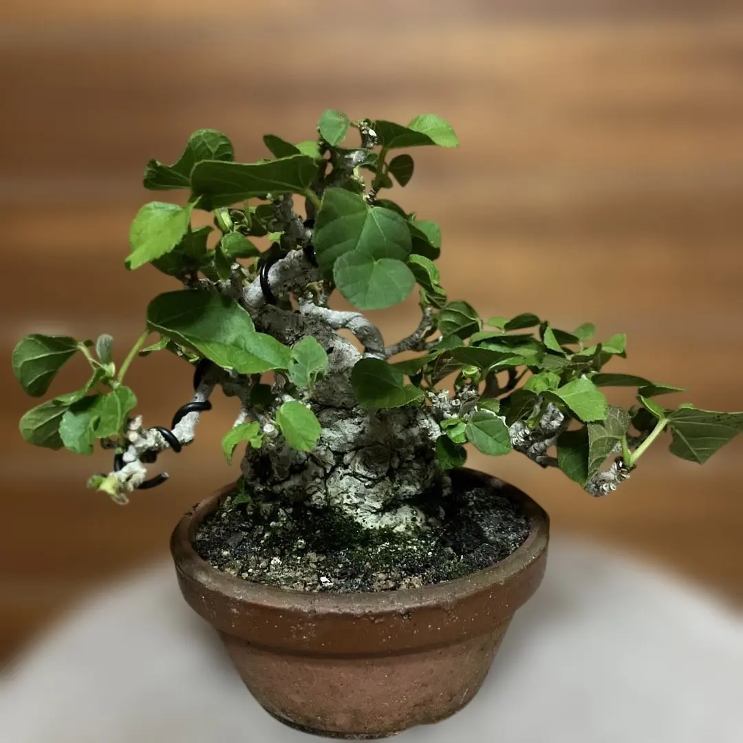 2026年最新】オオハマボウの人気アイテム - メルカリ