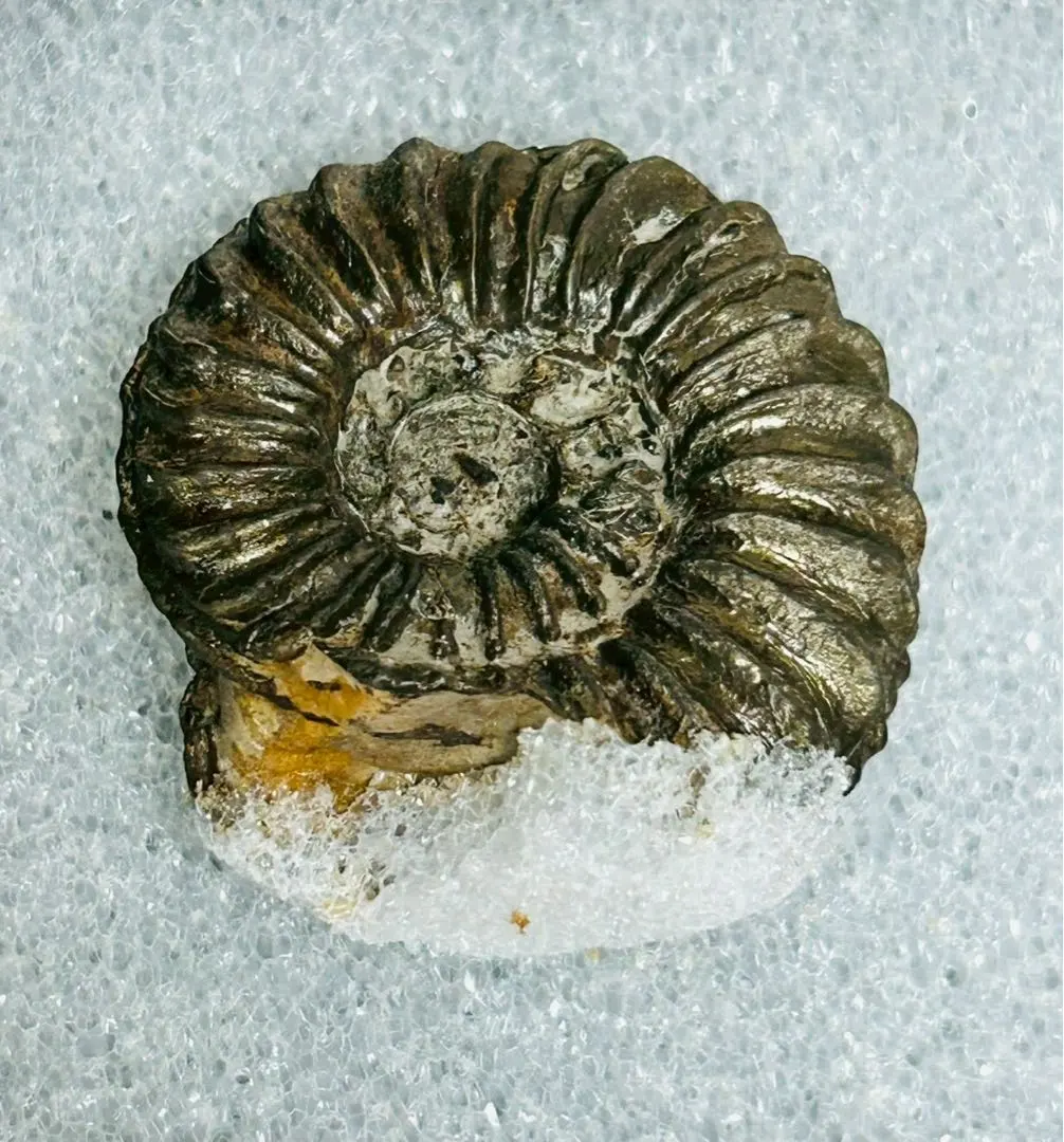 2026年最新】京都科学標本の人気アイテム - メルカリ