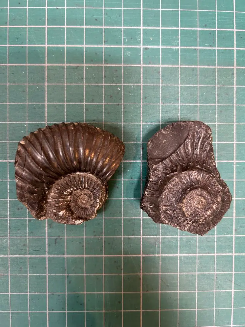 2026年最新】ネパール アンモナイトの人気アイテム - メルカリ