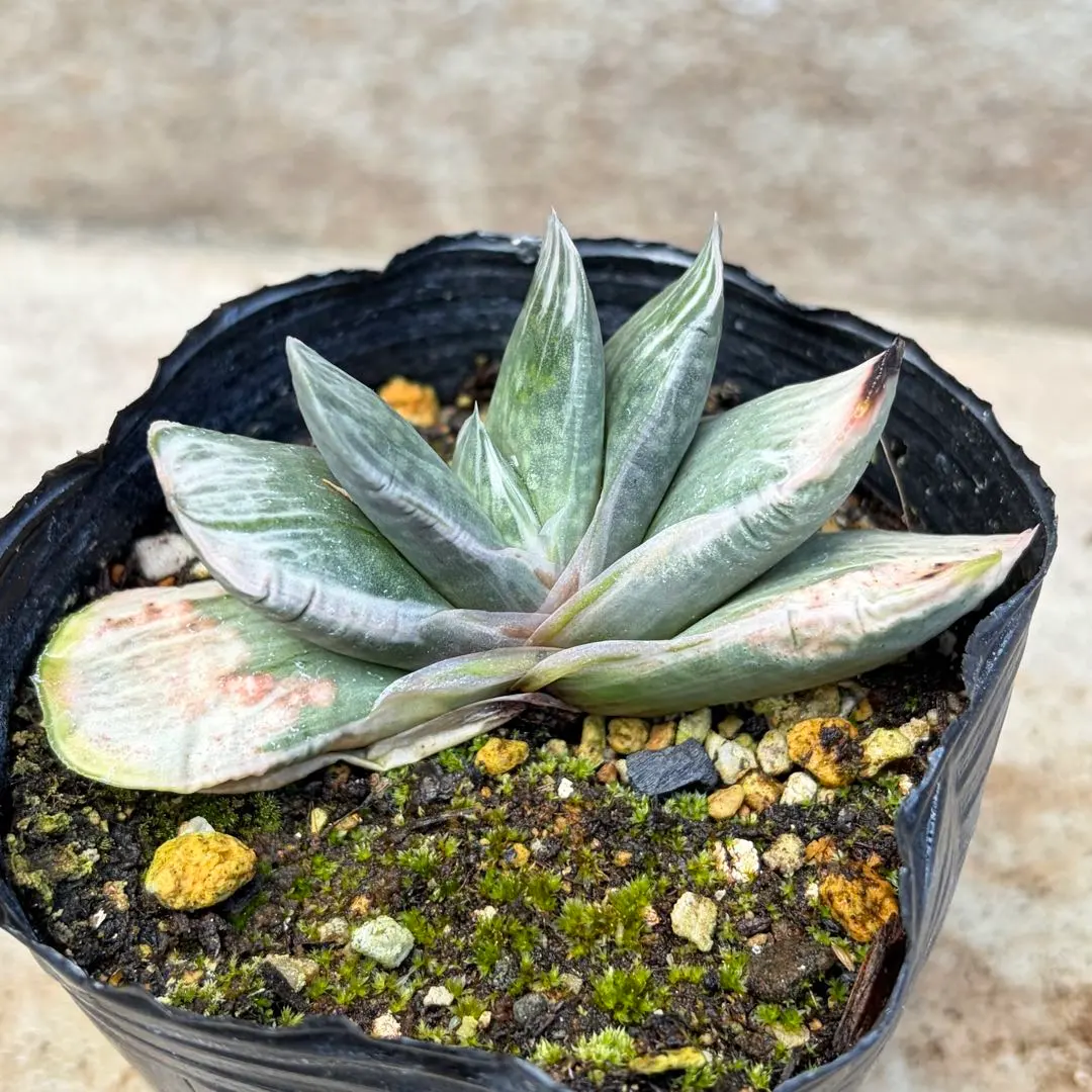 2026年最新】ガステリア属の人気アイテム - メルカリ