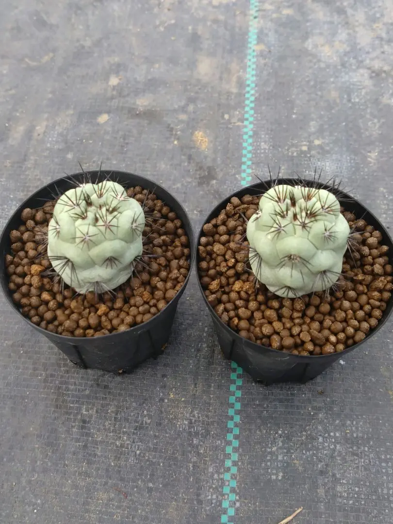 2026年最新】マクドガリー サボテンの人気アイテム - メルカリ