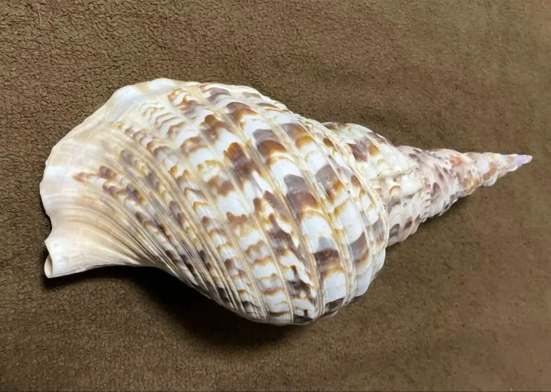 2026年最新】法螺貝標本の人気アイテム - メルカリ