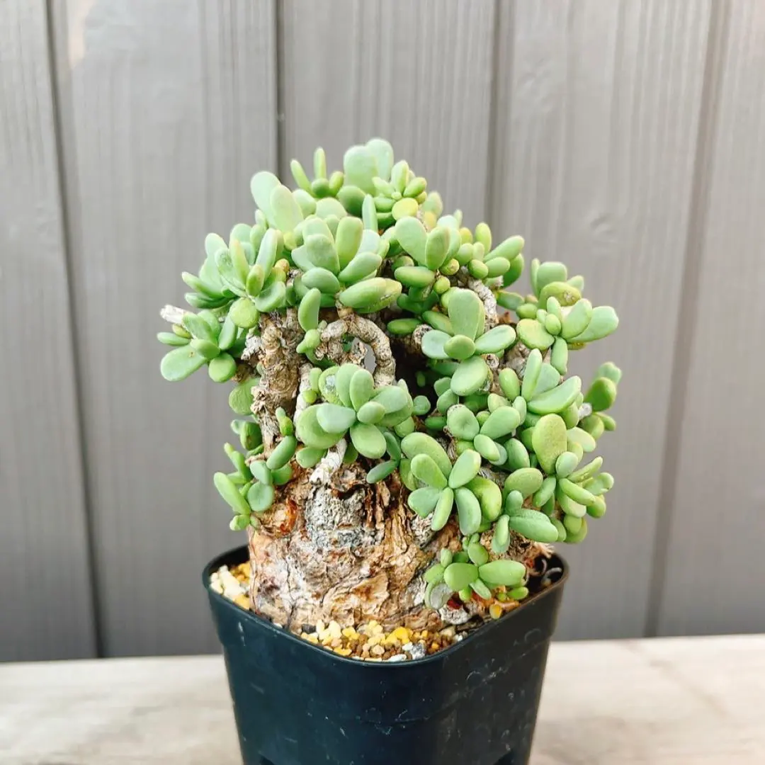 2026年最新】ピグマエア 現地球の人気アイテム - メルカリ