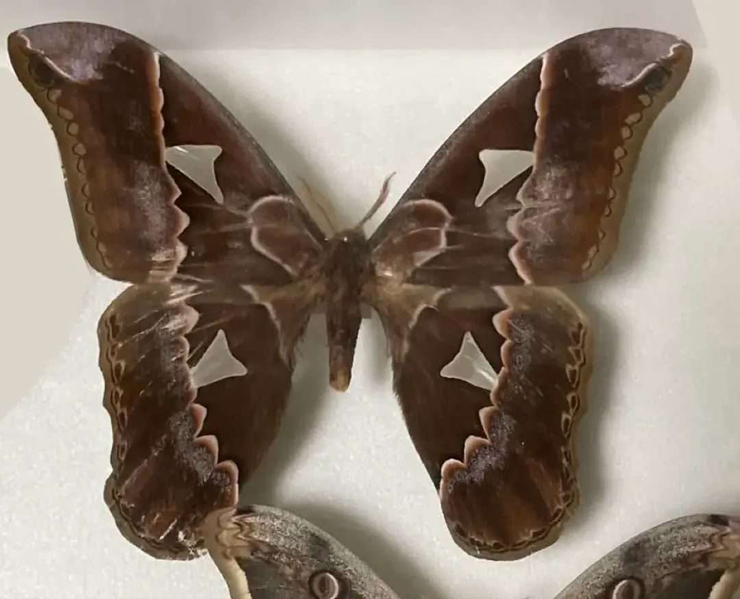 2026年最新】ヤママユ 標本の人気アイテム - メルカリ