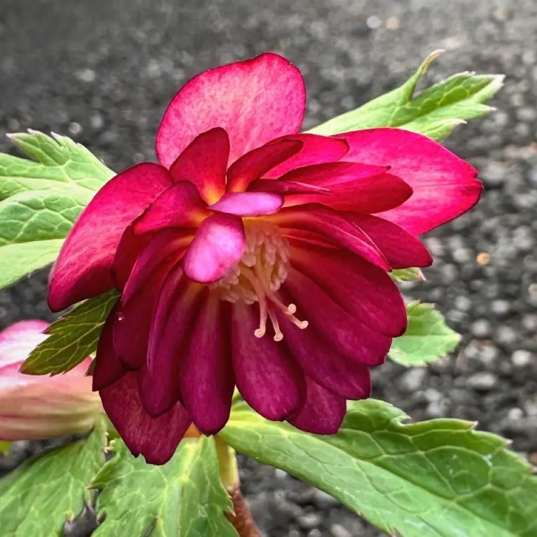 2026年最新】大木ナーサリー クリスマスローズの人気アイテム - メルカリ