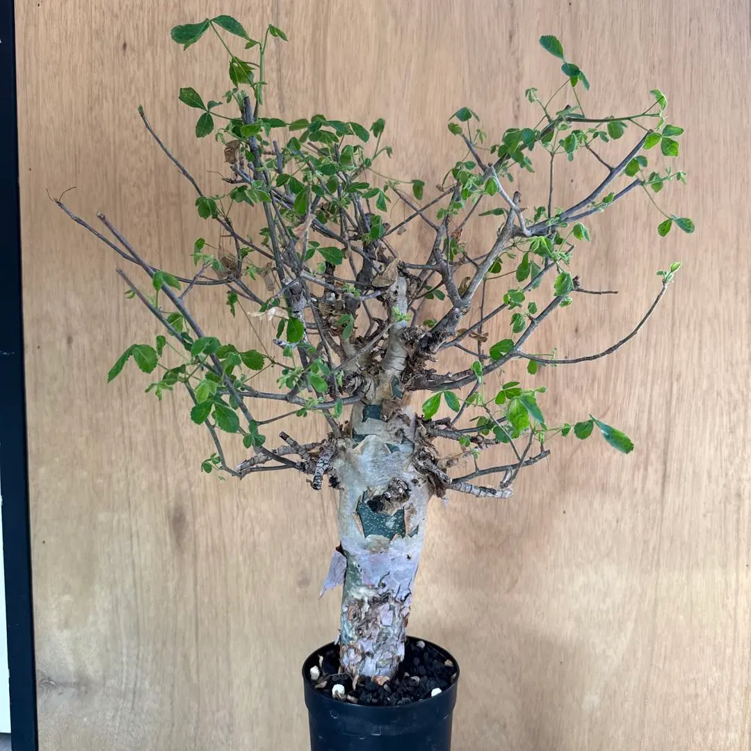 2026年最新】コミフォラ エイルの人気アイテム - メルカリ