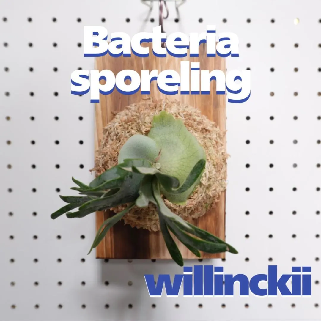 2026年最新】willinckii bacteriaの人気アイテム - メルカリ