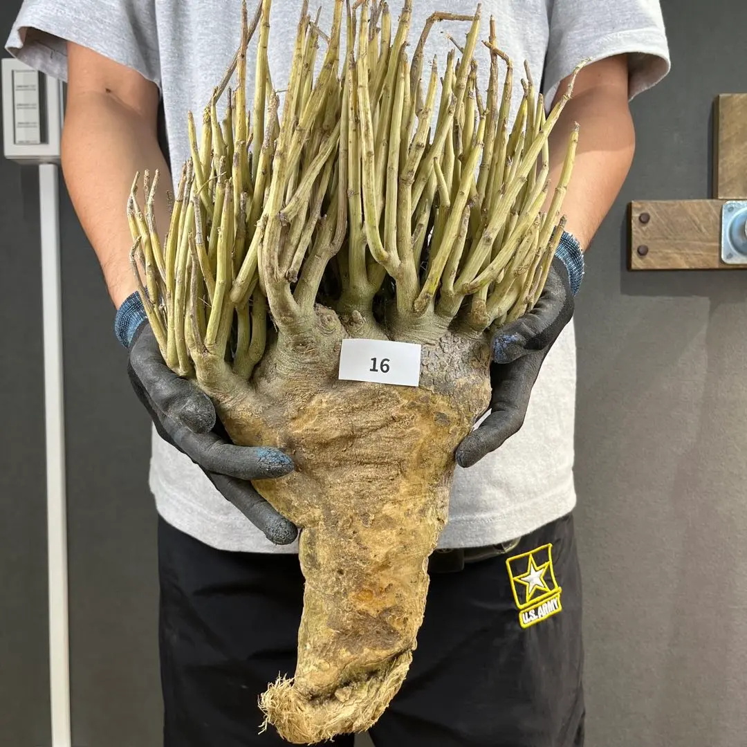 2026年最新】アデニア ペチュエリーの人気アイテム - メルカリ