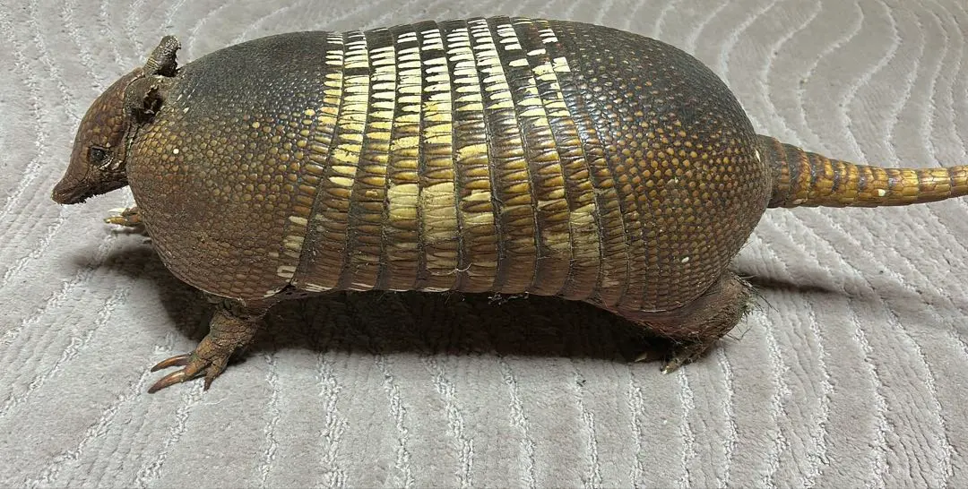 2026年最新】アルマジロ剥製の人気アイテム - メルカリ