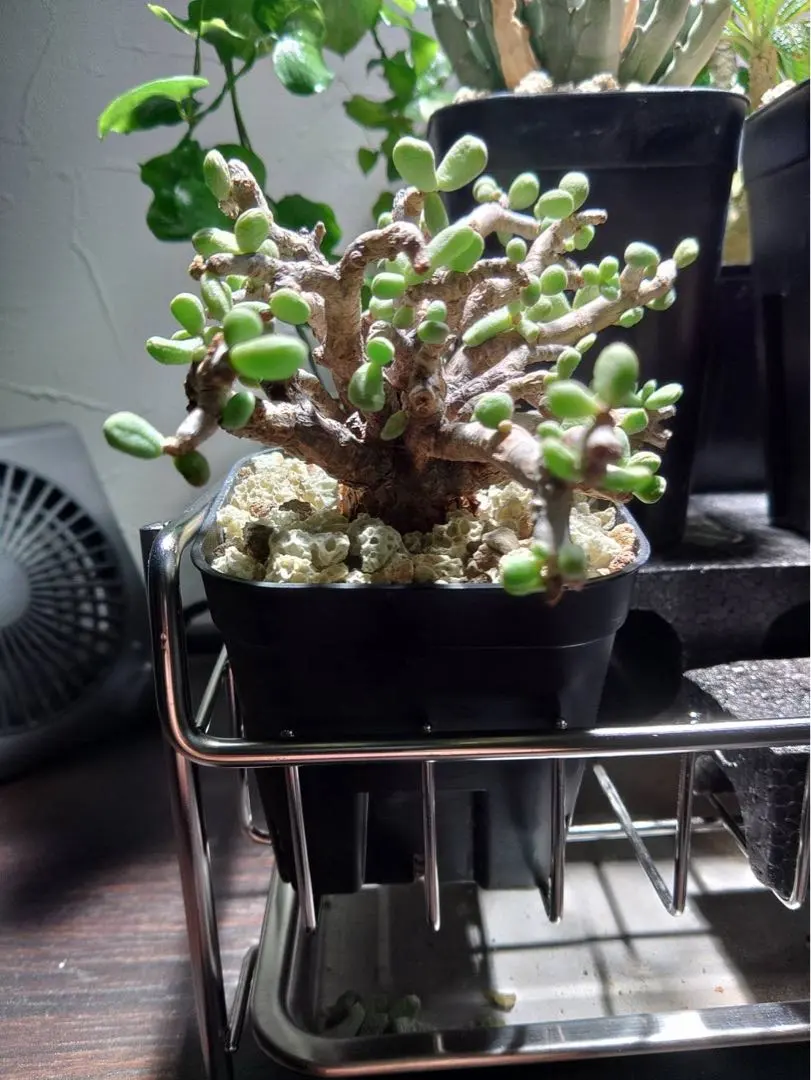 2026年最新】ピグマエア 現地球の人気アイテム - メルカリ