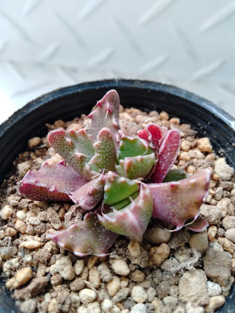 2026年最新】Faucaria フォーカリア 多肉植物の人気アイテム - メルカリ